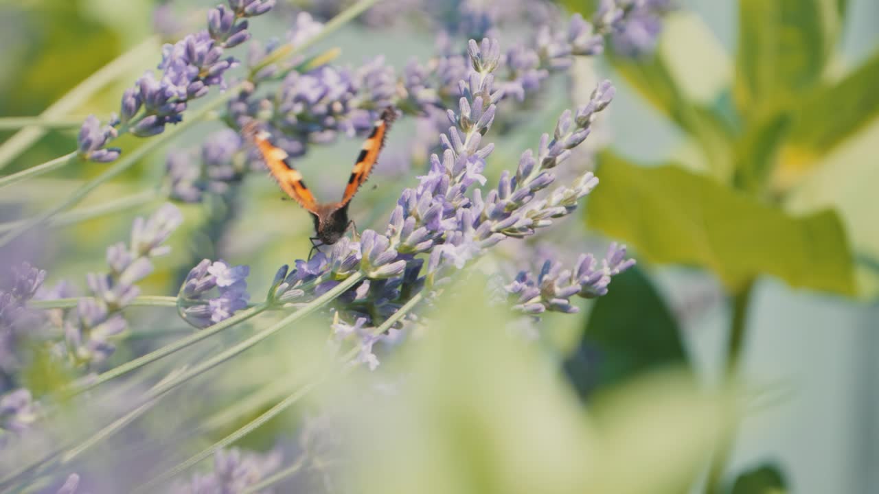experimente la encantadora belleza de una aglais urticae, una pequeña mariposa con concha de tortuga, volando con gracia en las flores de lavanda, rodeada de un cautivador fondo bokeh