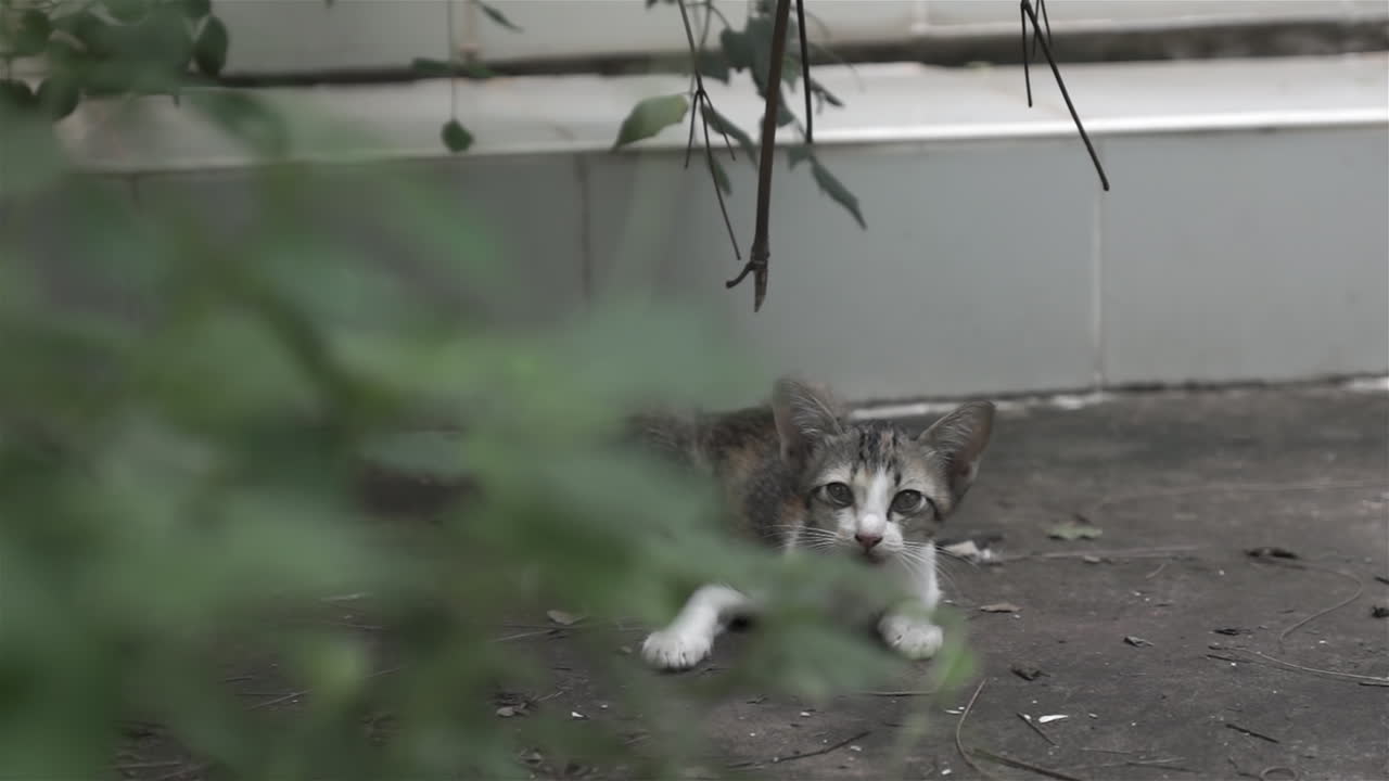 버려진 집 뒷마당에 누워 도움을 청하며 울고 있는 겁에 질린 작은 길고양이 고양이의 오른쪽에 측면 돌리를 공개합니다