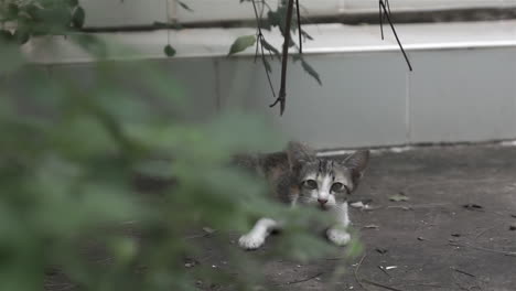 Reveal-lateral-dolly-to-the-right-of-a-scared-small-stray-kitten-cat-crying-for-help-laying-at-an-abandoned-house-backyard