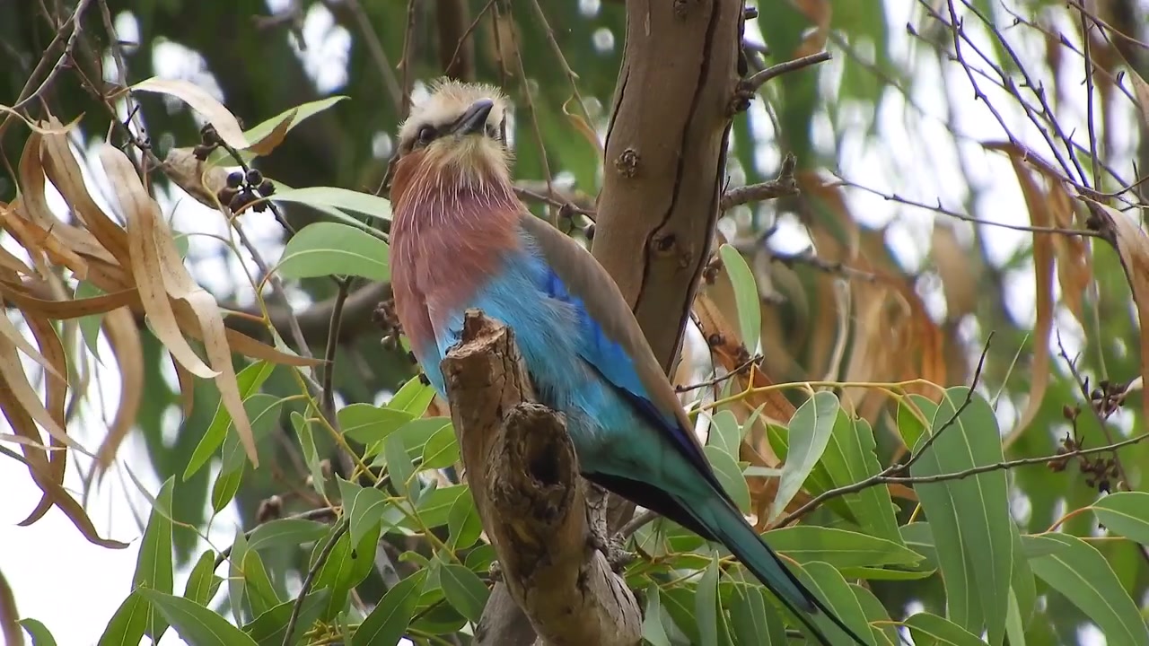 Carraca lila posada en la rama de un árbol