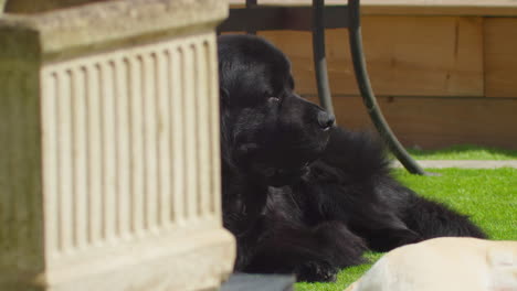 Perro-Terranova-Con-Piel-Negra-Relajándose-En-El-Césped-En-Una-Mañana-Soleada-En-Verano