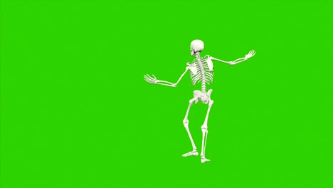 el baile del esqueleto. animación de bucle sin costuras en pantalla verde.