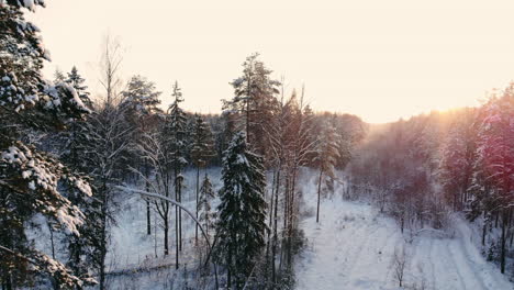 Luftbild-Eines-Winterwaldes.-Beim-Flug-über-Die-Verschneiten-Wälder-Geht-Die-Sonne-Orange-über-Den-Weißen-Bäumen-Unter.-Frostiger-Morgen.-Winterlandschaft