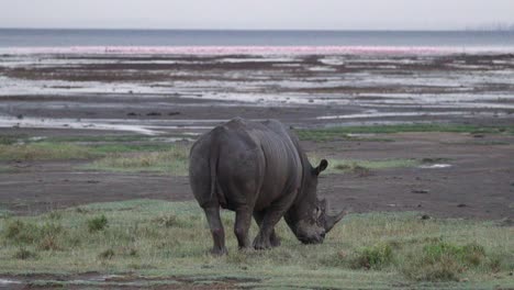 african black rhinoceros grazing over habitats in kenya, east africa