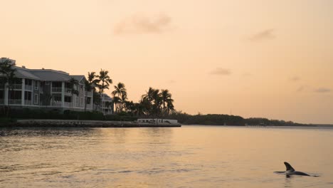 Nado-Con-Delfines-Junto-A-Una-Bonita-Puesta-De-Sol-Aérea-Sobre-El-Agua-Y-Condominios-En-La-Costa-De-Captiva,-Florida