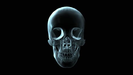 3D-Medical-Animation-Of-A-Skull-Rotating-(Loop)