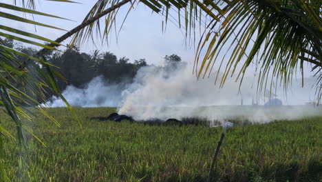 video de residuos de cultivos quemándose en un campo de arroz en bali, indonesia, creando humo como un método primitivo de fertilización y eliminación natural