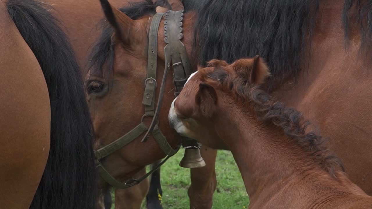 Close-Up, Herd Of Brown Horses With Young Foal In Green Meadow