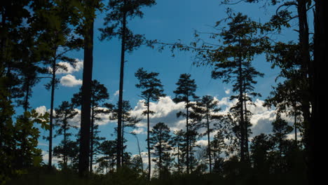 Sonnenlicht-Dringt-Durch-Die-Langblättrigen-Kiefern-Im-Frühlingswald-Im-Duke-Forest-–-Zeitraffer