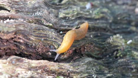 Ein-Makrovideo-Einer-Westlichen-Nacktschnecke,-Die-Auf-Einem-Alten-Morschen-Baumstamm-Im-Wald-Kriecht