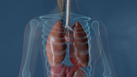 Pulmones-En-El-Cuerpo-Femenino