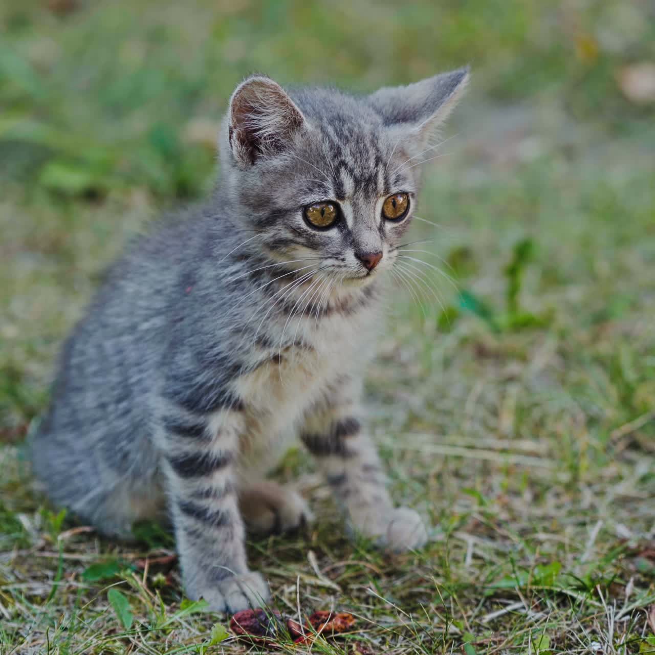 Frightened kitten sitting on the grass. Grey little cat sitting on the ground and looking at something outdoors.
