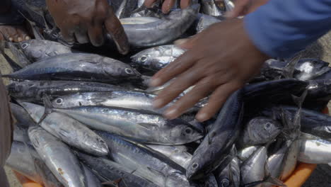 freshly caught tuna fish is unloaded from a fishing boat to fish baskets