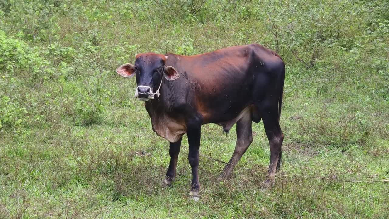 vaca en un campo