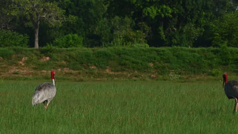 Eastern-Sarus-Crane,-Antigone-antigone-sharpii