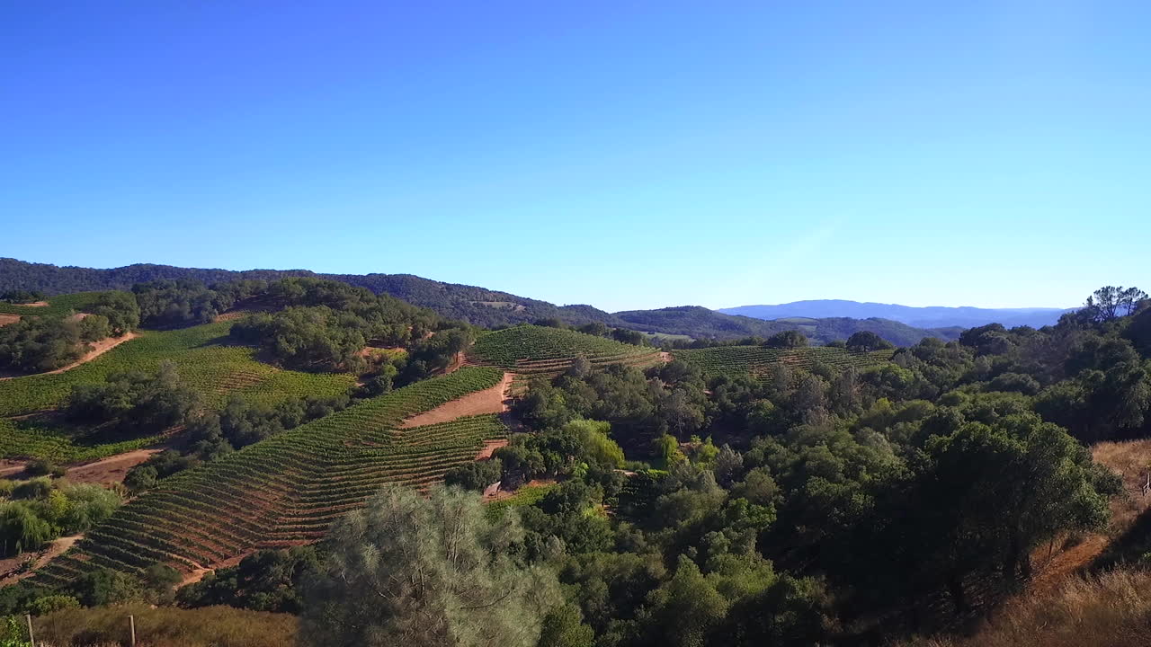 Una vista aerea dall'alto su file di vigneti nella Contea di Sonoma, California settentrionale, con mongolfiere in lontananza 1