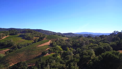 Una-Antena-Alta-Sobre-Hileras-De-Viñedos-En-El-Condado-De-Sonoma,-En-El-Norte-De-California,-Con-Globos-Aerostáticos-En-La-Distancia-1