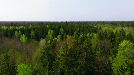 Mar-Interminable-De-Pinos:-Dosel-Forestal-Ininterrumpido-Bajo-El-Sol-Del-Mediodía