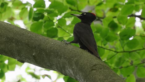 Woodpecker-bird-perched-on-a-tree-branch