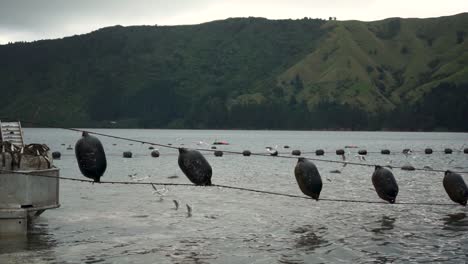 SLOWMO---Black-mussel-farm-buoys-hanging-from-boat-with-seagulls-in-background