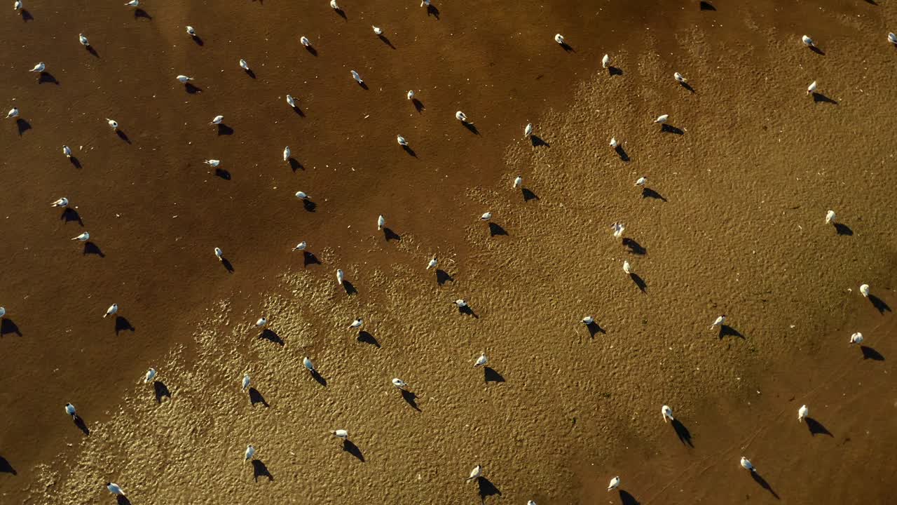 Flock Of Seagulls On The Golden Sand Of A Beach In Sunset - aerial top down Baltic Sea - Poland