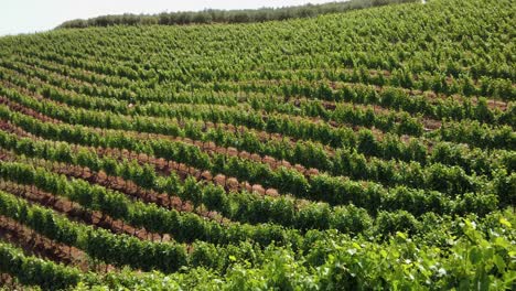 Filas-De-Vides-Verdes-En-Verano--Viñedo-En-Constantia,-Ciudad-Del-Cabo,-Sudáfrica