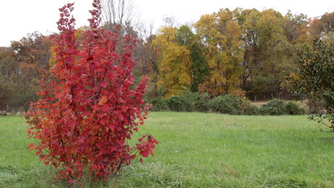 fall color trees on the edge of a field bright red bush in the foreground
