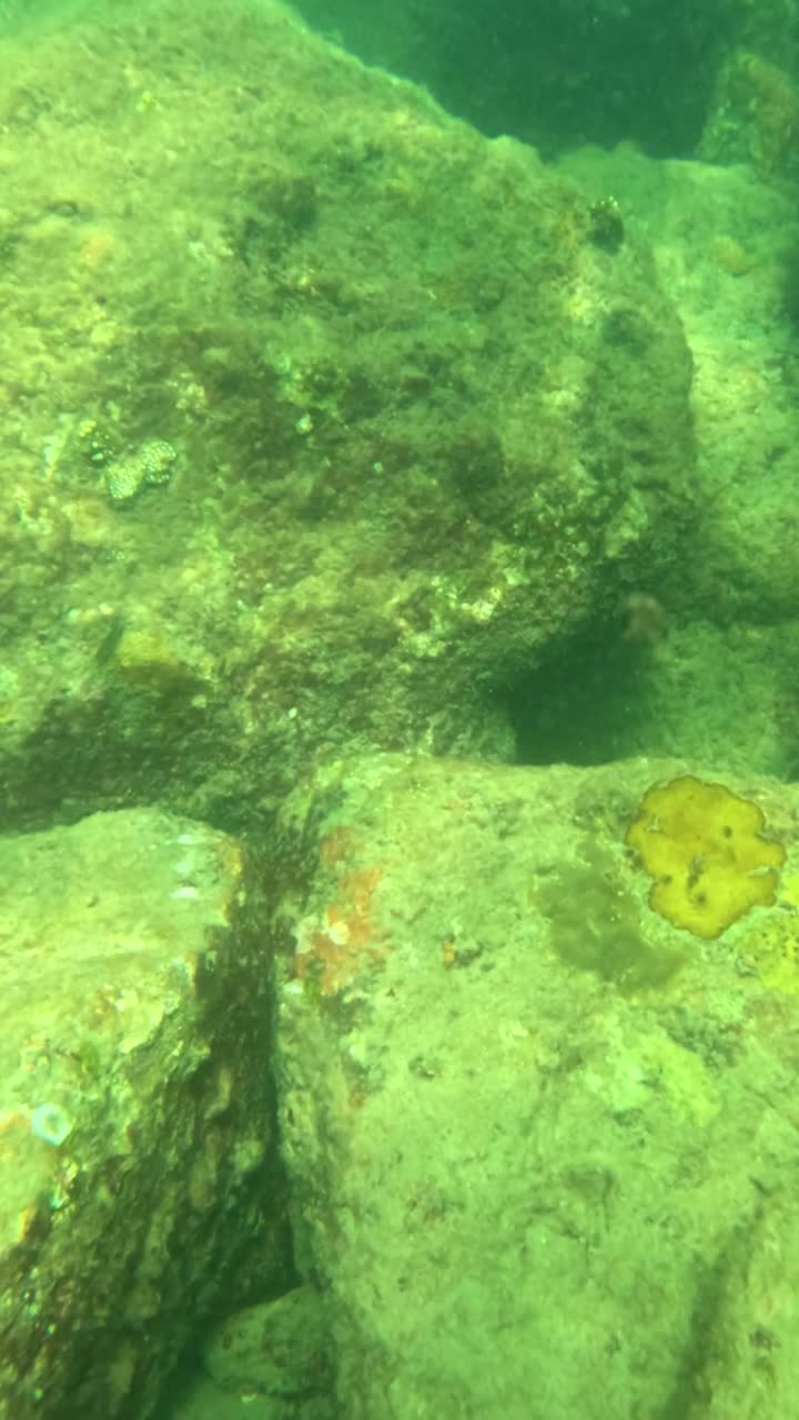 vista submarina de rocas cubiertas de barnacles y peces cirujanos en aguas tropicales claras en la playa de laem singh, phuket
