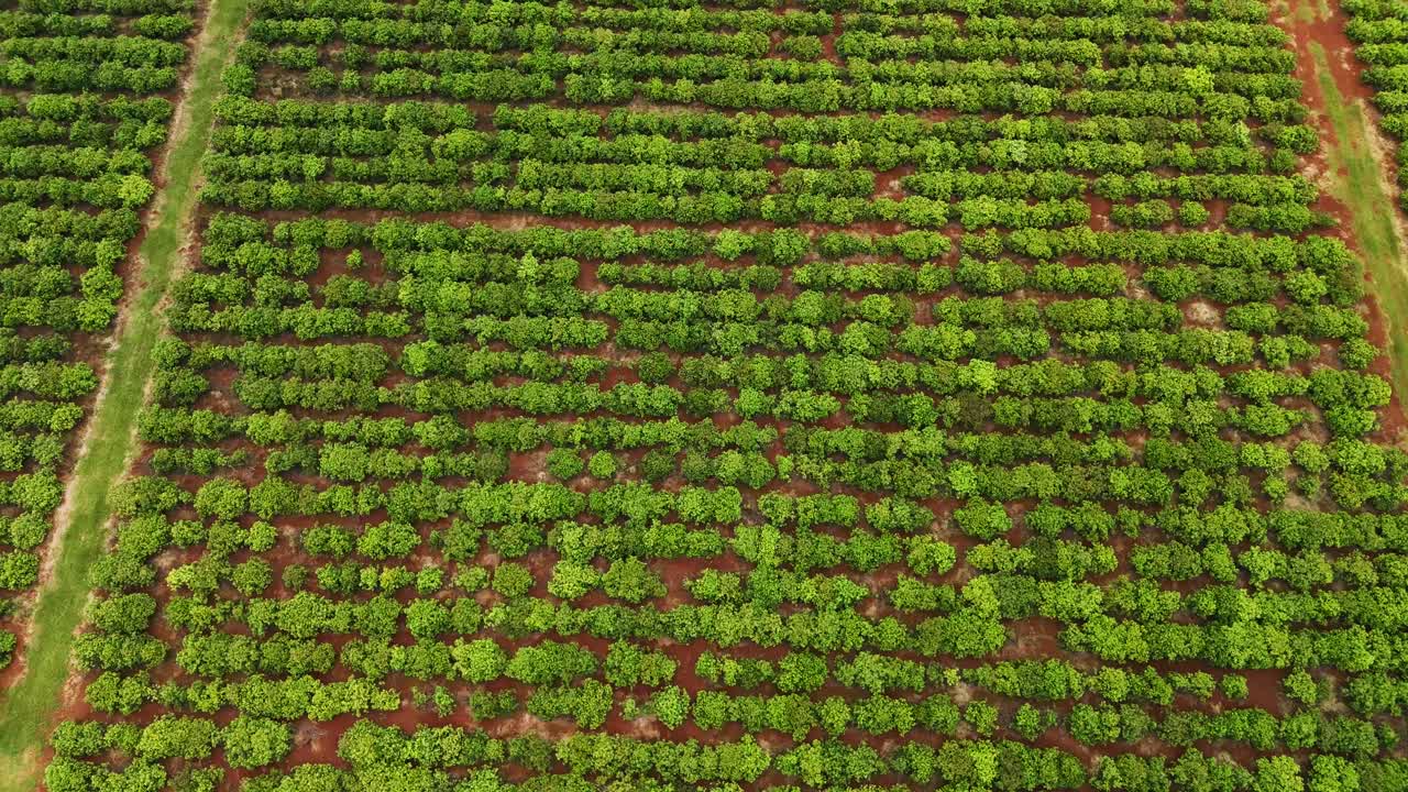 Aerial view of crop plantations growing trees on yerba mate land agriculture sustainability environment Santa Mar&iacute;a Misiones Argentina South America
