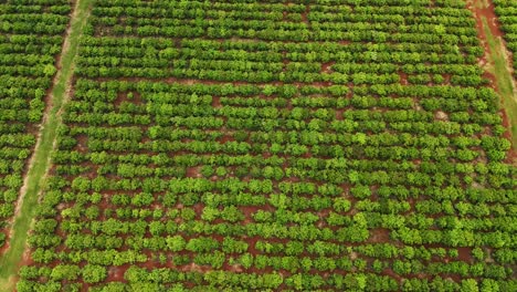 Vista-Aérea-De-Plantaciones-De-Cultivos-Que-Cultivan-árboles-En-Tierras-De-Yerba-Mate-Agricultura-Sostenibilidad-Medio-Ambiente-Santa-María-Misiones-Argentina-América-Del-Sur