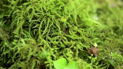 close-up of moss and ivy leaves