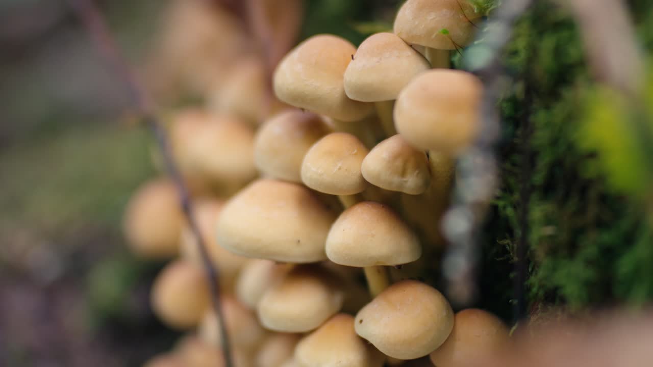 Bidikan makro dari kelompok jamur cokelat yang tumbuh di batang pohon. Detail alam hutan musim gugur yang menampilkan tekstur jamur liar dan latar belakang bokeh lembut