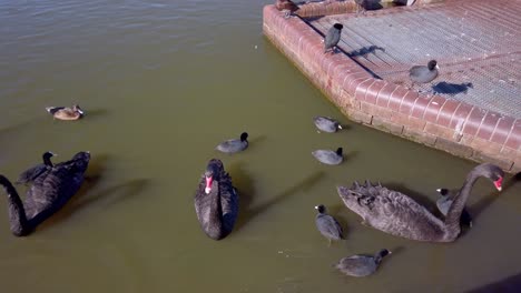 bandadas de cisnes negros y patos salvajes están nadando en un estanque en el parque centenario