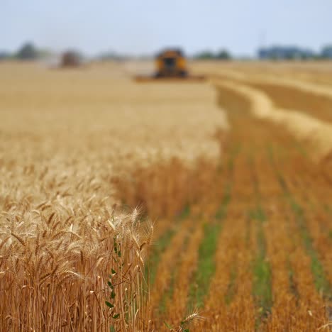 Golden dry wheat field with working combine on blurred background. Beautiful rural landscape