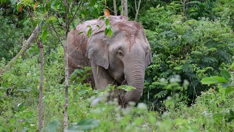 los elefantes asiáticos son especies en peligro de extinción y también son residentes de tailandia