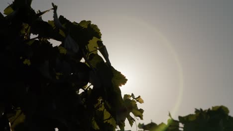 grapevines backlight shot in summer. 4k video