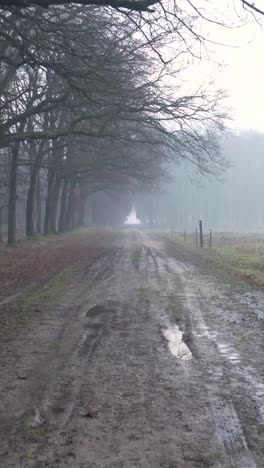 misty forest path on a cloudy day