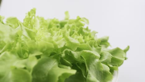 Green-oak-fresh-lettuce-planted-in-the-Hydroponics-style-is-beautifully-placed-and-slowly-rotating