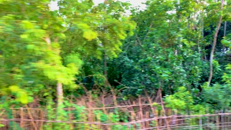 driving through the bangladeshi countryside with trees and vegetation