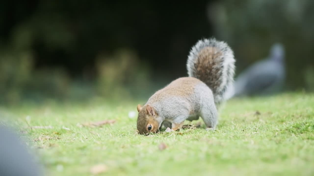 Cute Squirrel rummaging for food in the grass slow motion