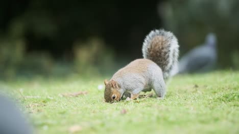 cute squirrel rummaging for food in the grass slow motion