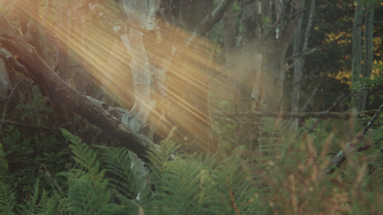 Tree in forest with sun rays and insects flying in air