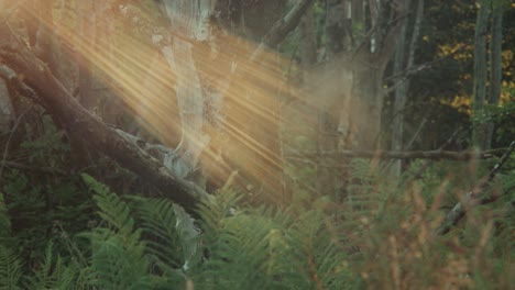 tree in forest with sun rays and insects flying in air
