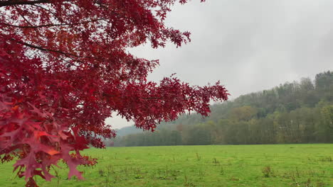 Hojas-Coloridas-Que-Soplan-En-El-Viento-En-Un-Día-Nublado-De-Otoño