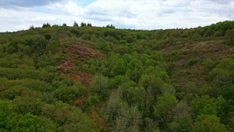 Upward-aerial-movement-above-the-Brocéliande-forest-in-Vale-of-False-Lovers-or-Val-sans-retour,-Morbihan,-France