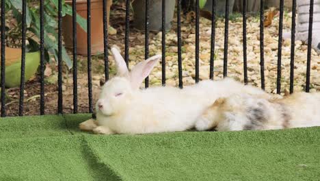 white rabbit resting in a garden cage