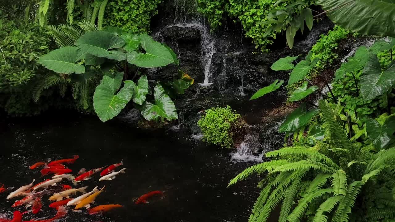 estanque de peces koi con cascadas y exuberantes plantas tropicales