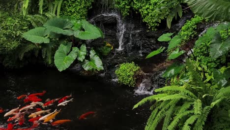 koi fish pond with waterfall and lush tropical plants