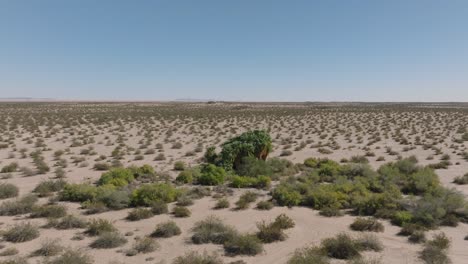 toma de drones de un oasis en el desierto en medio del desierto seco en el suroeste de los estados unidos, hermosos árboles verdes entre la arena