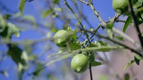 Ein-Paar-Bio-Heirloom-Zitronen,-Die-An-Einem-Sonnigen-Tag-In-Los-Angeles-Wachsen